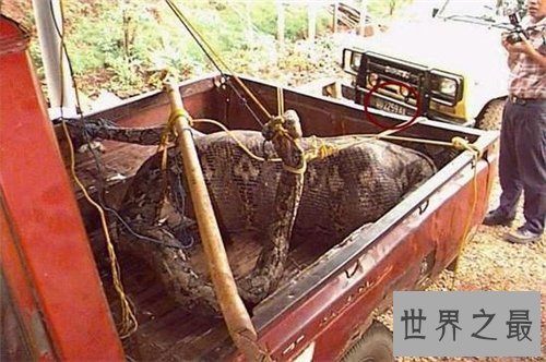 【图】桂平挖蛇事情回忆 4米长白蛇被雷劈死