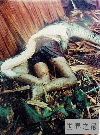 【图】桂平挖蛇事情回忆 4米长白蛇被雷劈死
