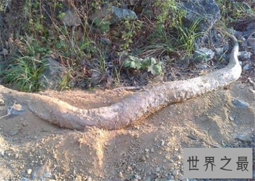 【图】桂平挖蛇事情回忆 4米长白蛇被雷劈死