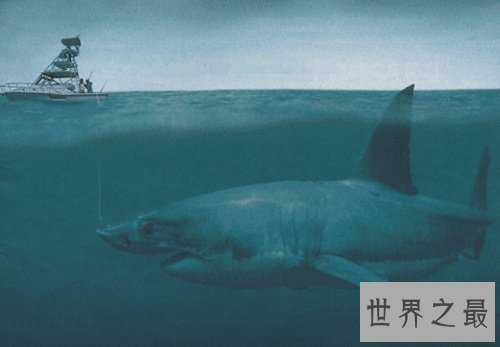 【图】巨齿鲨生死谜引见 曾有沉船事情惊现海底怪兽