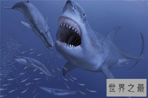 【图】巨齿鲨生死谜引见 曾有沉船事情惊现海底怪兽