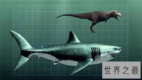 【图】巨齿鲨生死谜引见 曾有沉船事情惊现海底怪兽