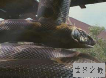 【图】蛇的电影大全寰球八大经典部部是佳作值得你看