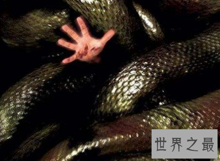 【图】蛇的电影大全寰球八大经典部部是佳作值得你看