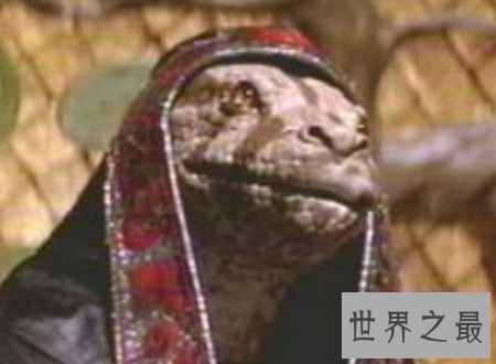 【图】蟒蛇电影大全恐惧的蟒蛇与人类的大乱斗