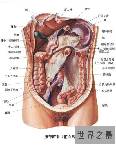 【图】人体结构图解引见 美国发现人体新型DNA