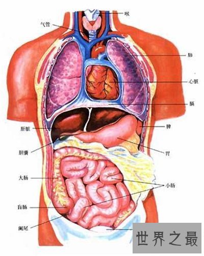 【图】人体结构图解引见 美国发现人体新型DNA