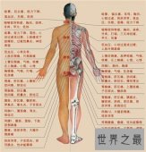 【图】人体构造图解介绍 美国发现人体新型DNA