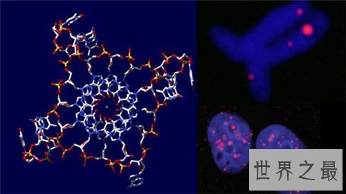 【图】人体结构图解引见 美国发现人体新型DNA