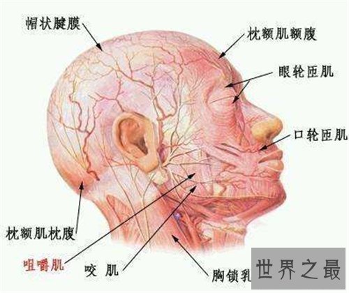【图】人体结构图解引见 美国发现人体新型DNA