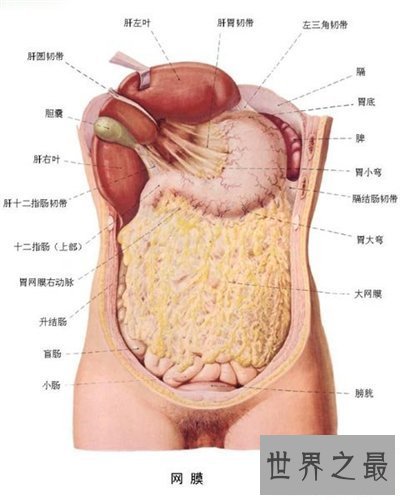 【图】人体结构图解引见 美国发现人体新型DNA