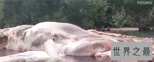 【图】印尼海啸死了多少人 灾惆怅后海滩惊现无名巨怪