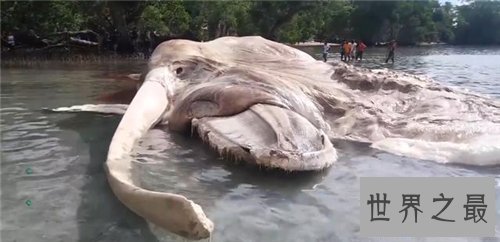 【图】印尼海啸死了多少人 灾惆怅后海滩惊现无名巨怪