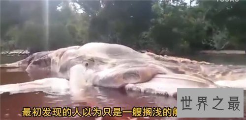 【图】印尼海啸死了多少人 灾惆怅后海滩惊现无名巨怪