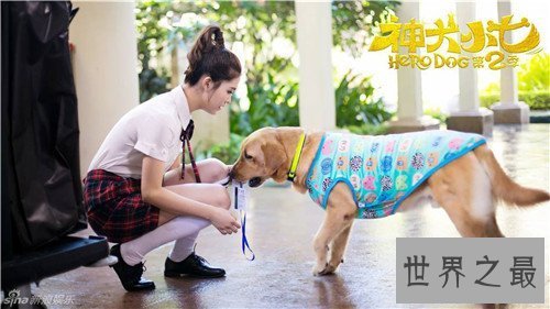 【图】神犬小七2有哪些名狗 在海南取景为整部剧添色调