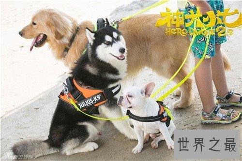 【图】神犬小七2有哪些名狗 在海南取景为整部剧添色调