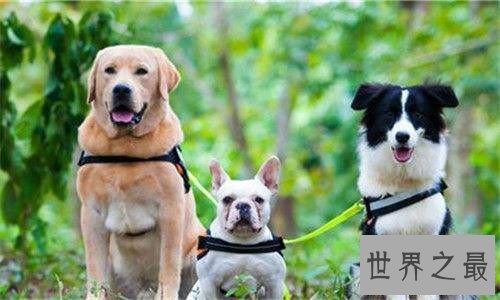 【图】神犬小七2有哪些名狗 在海南取景为整部剧添色调