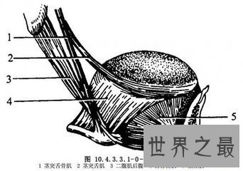 【图】分舌手术对人们百害无一利 但仍然有很多人去做