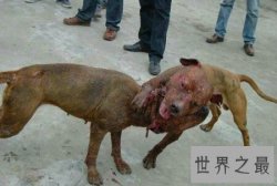 【图】喜欢猎犬吗 你是否知道比特犬vs藏獒谁更厉害呢