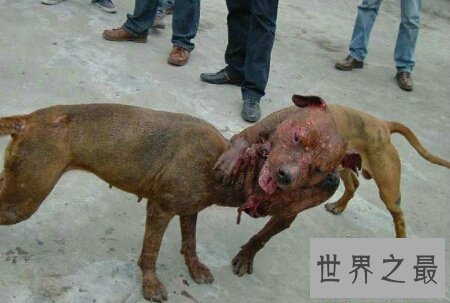 【图】青睐猎犬吗 你能否知道比特犬vs藏獒谁更凶猛呢