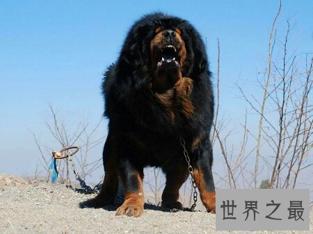 【图】青睐猎犬吗 你能否知道比特犬vs藏獒谁更凶猛呢