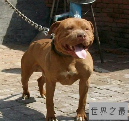 【图】青睐猎犬吗 你能否知道比特犬vs藏獒谁更凶猛呢