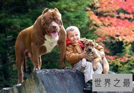 【图】青睐猎犬吗 你能否知道比特犬vs藏獒谁更凶猛呢