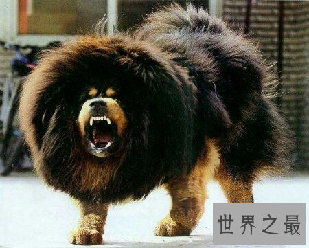 【图】青睐猎犬吗 你能否知道比特犬vs藏獒谁更凶猛呢