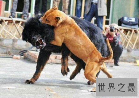 【图】青睐猎犬吗 你能否知道比特犬vs藏獒谁更凶猛呢