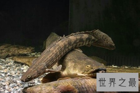 【图】这个名字很炫酷让人谈虎色变的鳄鱼恐龙王