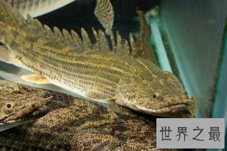 【图】这个名字很炫酷让人谈虎色变的鳄鱼恐龙王