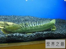 【图】这个名字很炫酷让人闻风丧胆的鳄鱼恐龙王
