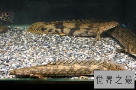 【图】这个名字很炫酷让人谈虎色变的鳄鱼恐龙王