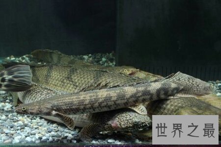 【图】这个名字很炫酷让人谈虎色变的鳄鱼恐龙王