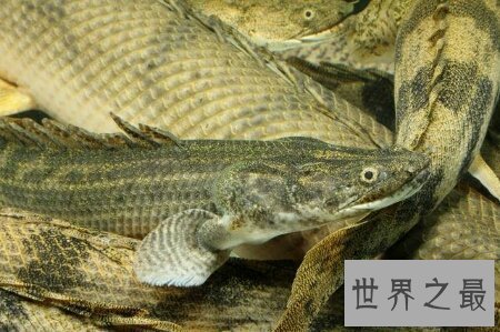 【图】这个名字很炫酷让人谈虎色变的鳄鱼恐龙王