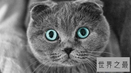 【图】最受欢迎的宠物猫品种 每种都让爱猫人士当做宝