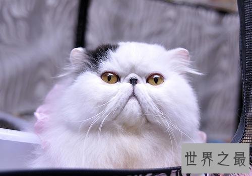 【图】最受欢迎的宠物猫品种 每种都让爱猫人士当做宝