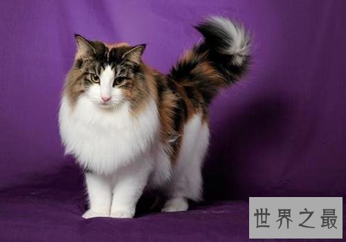 【图】最受欢迎的宠物猫品种 每种都让爱猫人士当做宝