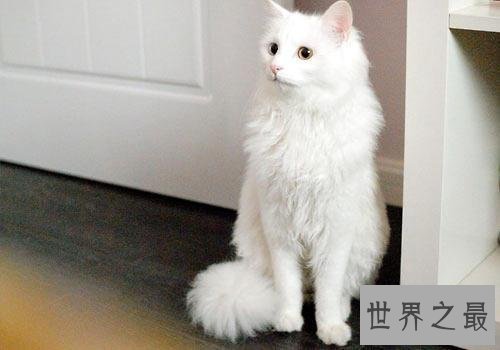 【图】最受欢迎的宠物猫品种 每种都让爱猫人士当做宝