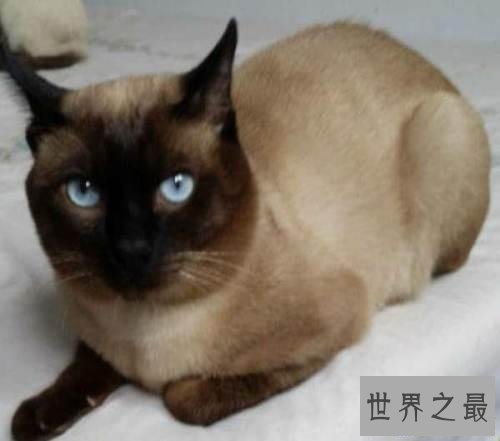 【图】最受欢迎的宠物猫品种 每种都让爱猫人士当做宝