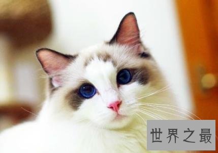【图】最受欢迎的宠物猫品种 每种都让爱猫人士当做宝