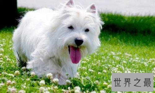 【图】十分适宜野生的小型犬 每种类型都深得人们喜欢