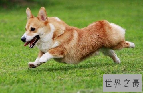 【图】十分适宜野生的小型犬 每种类型都深得人们喜欢
