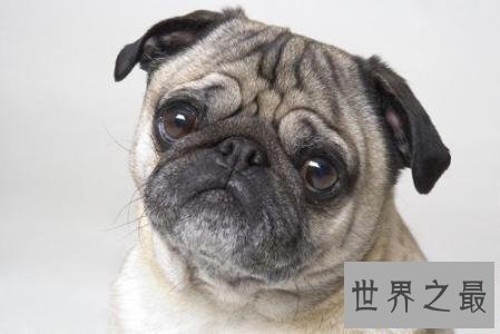 【图】十分适宜野生的小型犬 每种类型都深得人们喜欢