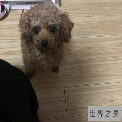 【图】十分适宜野生的小型犬 每种类型都深得人们喜欢