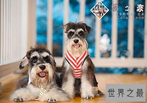 【图】十分适宜野生的小型犬 每种类型都深得人们喜欢