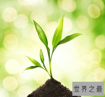 【图】嫩幼这个词可能用在很多的中央 比如植物