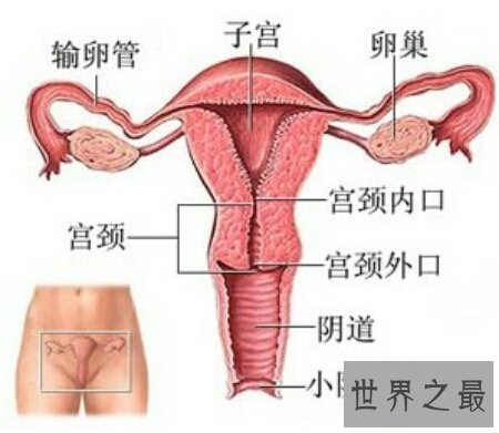 【图】女人生殖器是小孩出生的重要器官哦