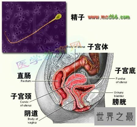 【图】女人生殖器是小孩出生的重要器官哦