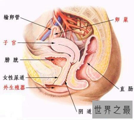 【图】生殖器图片在网上就可有搜到很多 供大家自创